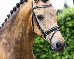 jumper Sulaatik's Vidoc (New Forest Pony, 2010, from Sulaatik's Versace)