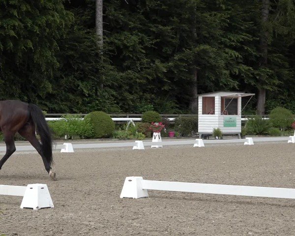 Reitturnier Grüningen 2024