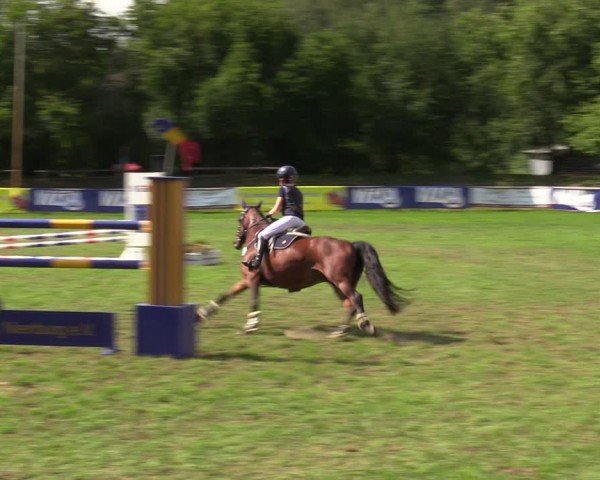 Reitturnier Nienburg 2024