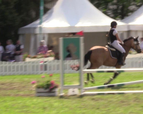 Reitturnier Nienburg 2024
