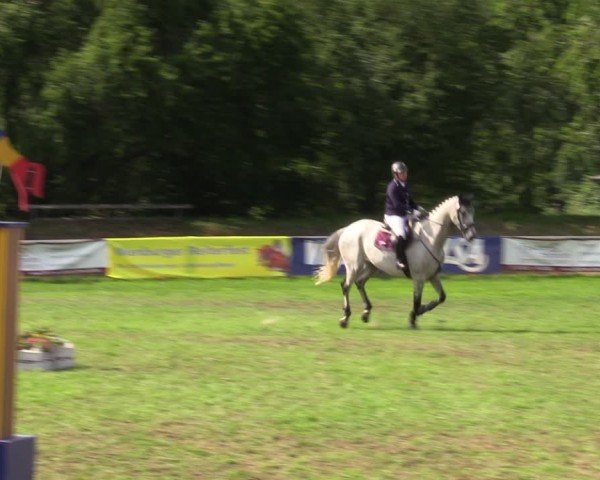 Reitturnier Nienburg 2024