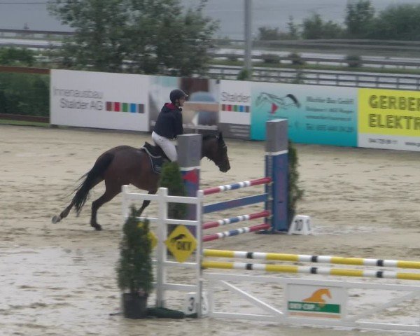 Reitturnier Wädenswil 2024