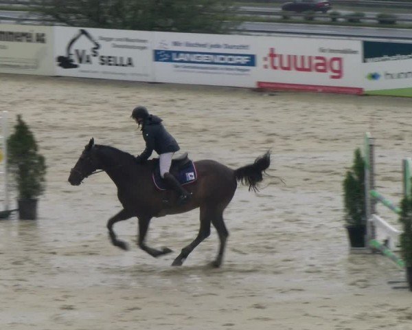 Reitturnier Wädenswil 2024