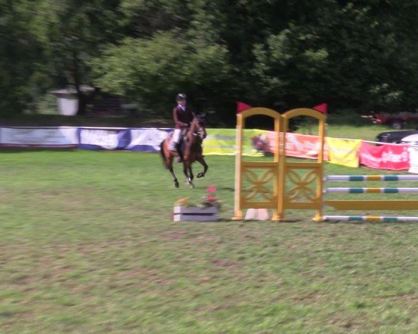 Reitturnier Nienburg 2024