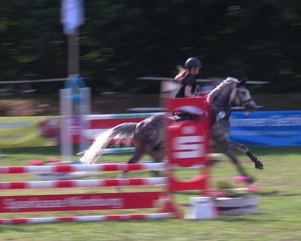 Reitturnier Nienburg 2024