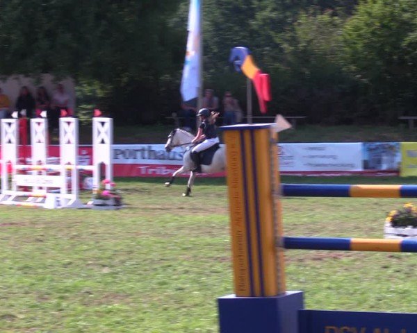 Reitturnier Nienburg 2024