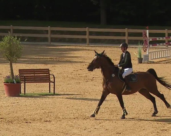 Reitturnier Tiefenhof/Opf. 2024