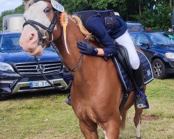 Springpferd Tabasco 106 (Deutsches Reitpony, 2017, von Totilas)