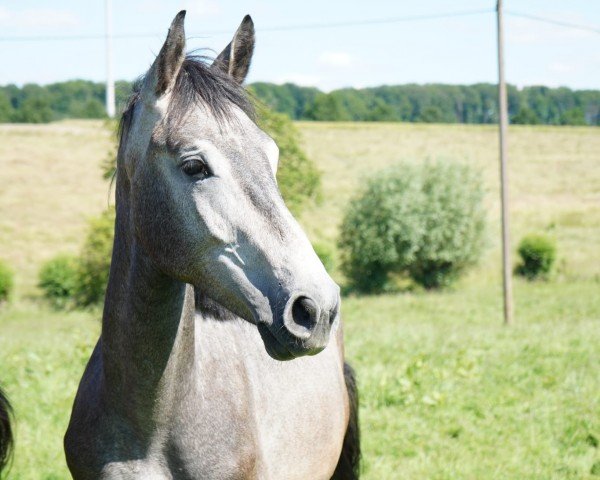 Pferd Avantador (Westfale, 2022, von Aviador)