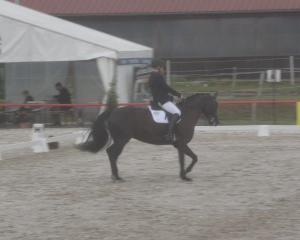 Reitturnier Holschdubrau 2024