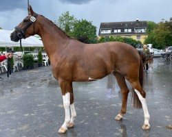 broodmare Doreen P (Westphalian, 2020, from Desperados FRH)