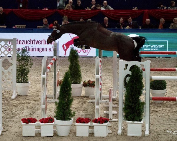 jumper Casira DG (German Sport Horse, 2020, from Cellagon Cascais)