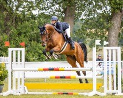 jumper Calle T (Oldenburg show jumper, 2019, from Chacco's Son II)