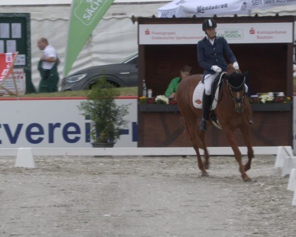 Reitturnier Holschdubrau 2024