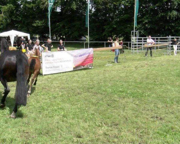 Fohlenschau Pfullendorf 2024