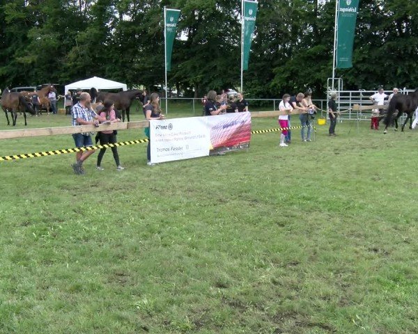 Fohlenschau Pfullendorf 2024
