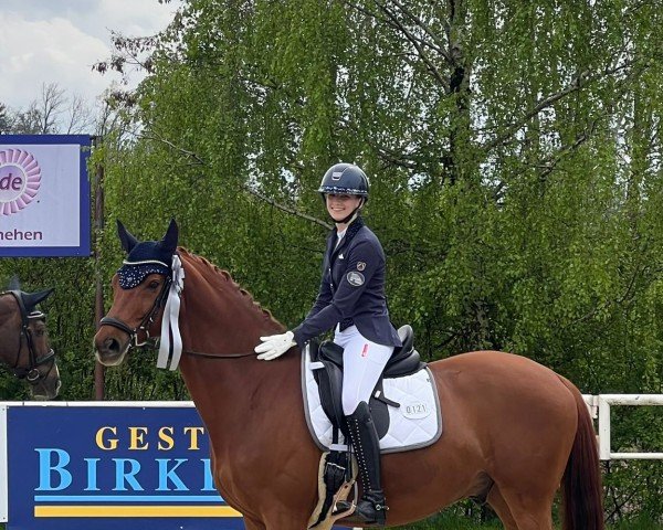 dressage horse Kalonkagaton (Trakehner, 2010, from Münchhausen)
