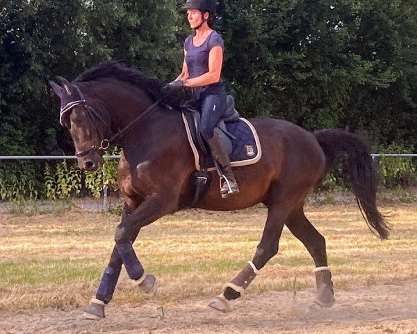 dressage horse Salitos B 2 (German Sport Horse, 2019, from Secret)