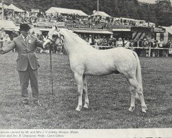 Stallion Cusop Banknote (Welsh Pony (Sec. B), 1973, from Downland Cavalcade)