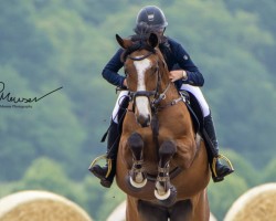 broodmare Chandana 2 (German Sport Horse, 2011, from Ramiro's Son II)