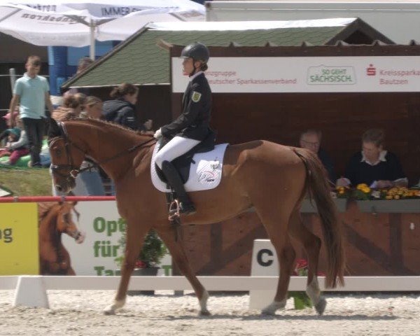 Reitturnier Holschdubrau 2024