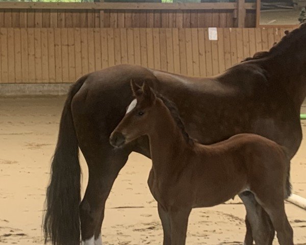 horse Lord (Oldenburg show jumper, 2024, from Vatson Sitte)