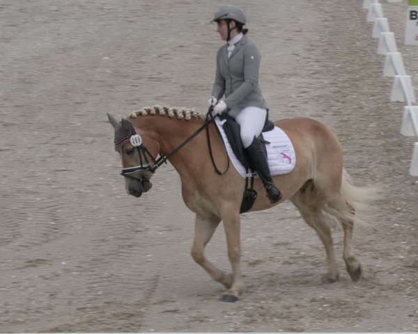 Reitturnier Holschdubrau 2024