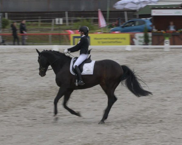 Reitturnier Holschdubrau 2024