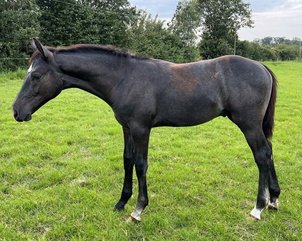 horse Cornet‘s Joy (Westphalian, 2023, from Cornet Obolensky)