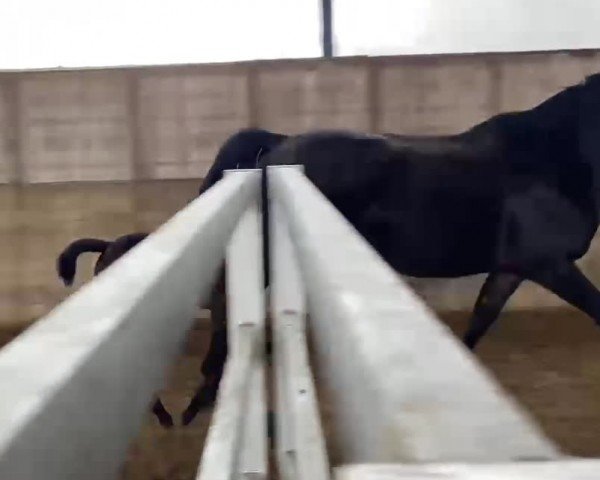Video von Tangelina for Joy