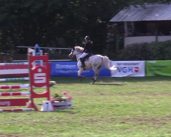 Reitturnier Nienburg 2024