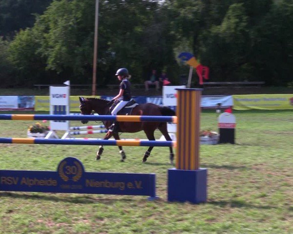 Reitturnier Nienburg 2024