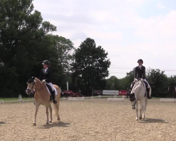 Reitturnier Münster-St. Georg | Dressurtage am Aasee 2024