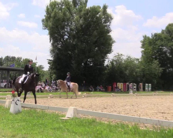 Reitturnier Münster-St. Georg | Dressurtage am Aasee 2024