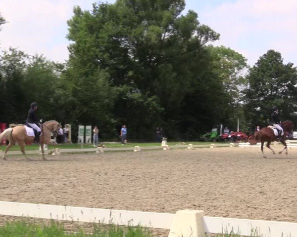 Reitturnier Münster-St. Georg | Dressurtage am Aasee 2024
