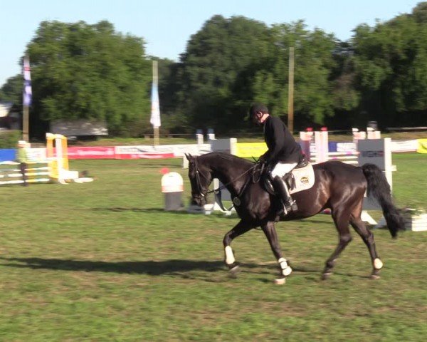 Reitturnier Nienburg 2024