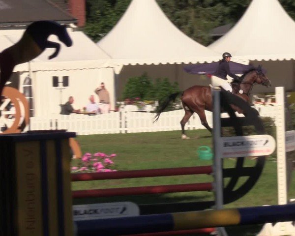 Reitturnier Nienburg 2024