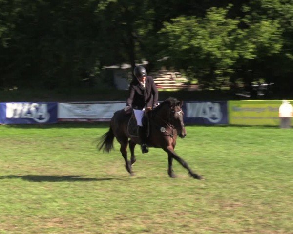 Reitturnier Nienburg 2024