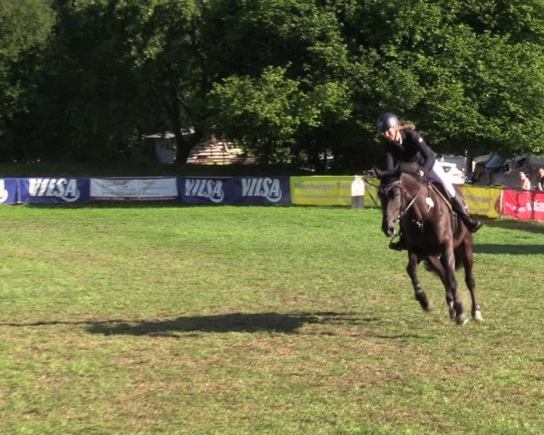 Reitturnier Nienburg 2024