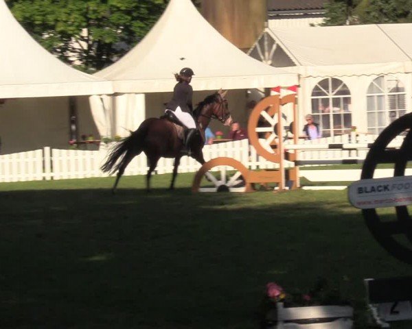 Reitturnier Nienburg 2024