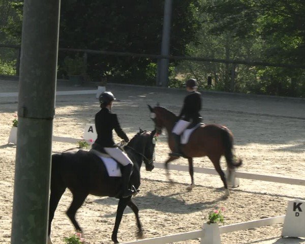 Reitturnier Erkrath - Uhlenhof 2024