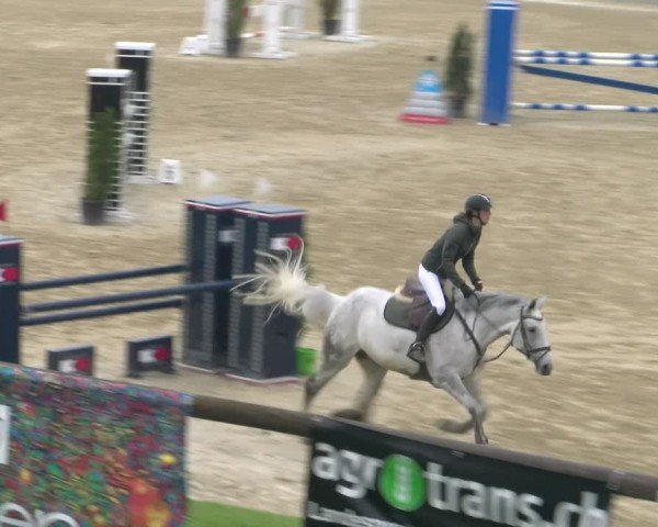 Reitturnier Wädenswil 2024