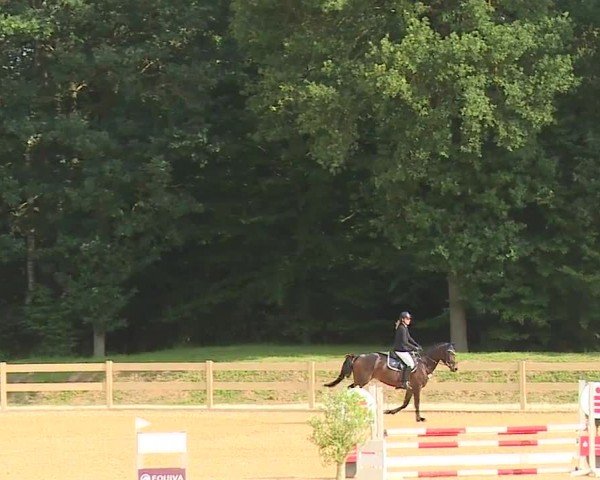 Reitturnier Tiefenhof/Opf. 2024