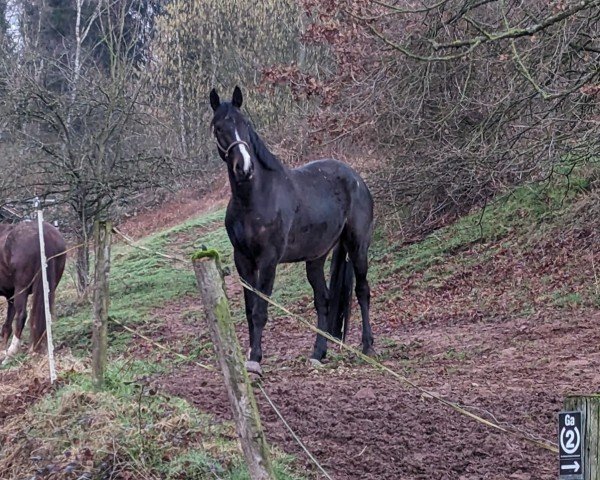 horse Kawawoom (Hanoverian, 2019, from Kanndarco)