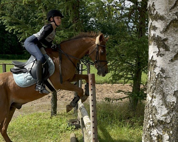 jumper Bonfire (Welsh-Cob (Sek. D), 2008, from Thers Billy Budd)