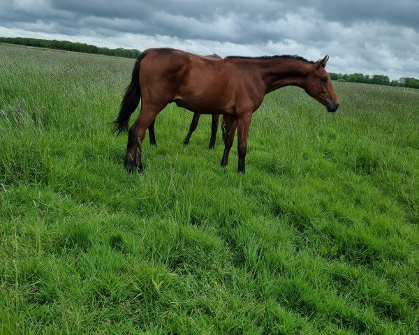 horse Daim Chocolate (Westphalian, 2023, from Diathago)