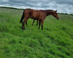 horse Daim Chocolate (Westphalian, 2023, from Diathago)