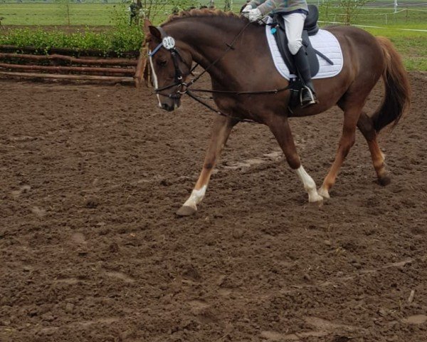 dressage horse Nico 1418 (German Riding Pony, 2005, from No Limit 30)
