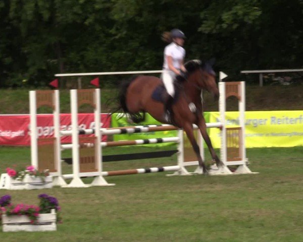 Reitturnier Nienburg 2024
