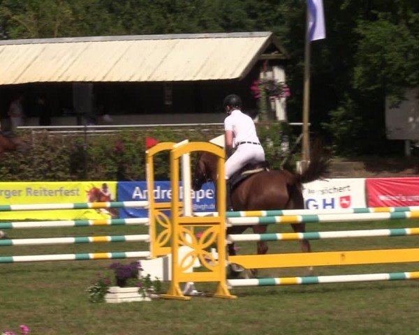 Reitturnier Nienburg 2024